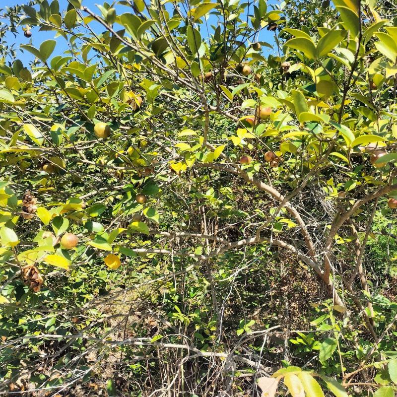 大别山老树小籽油茶籽