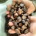 大别山老树小籽油茶籽