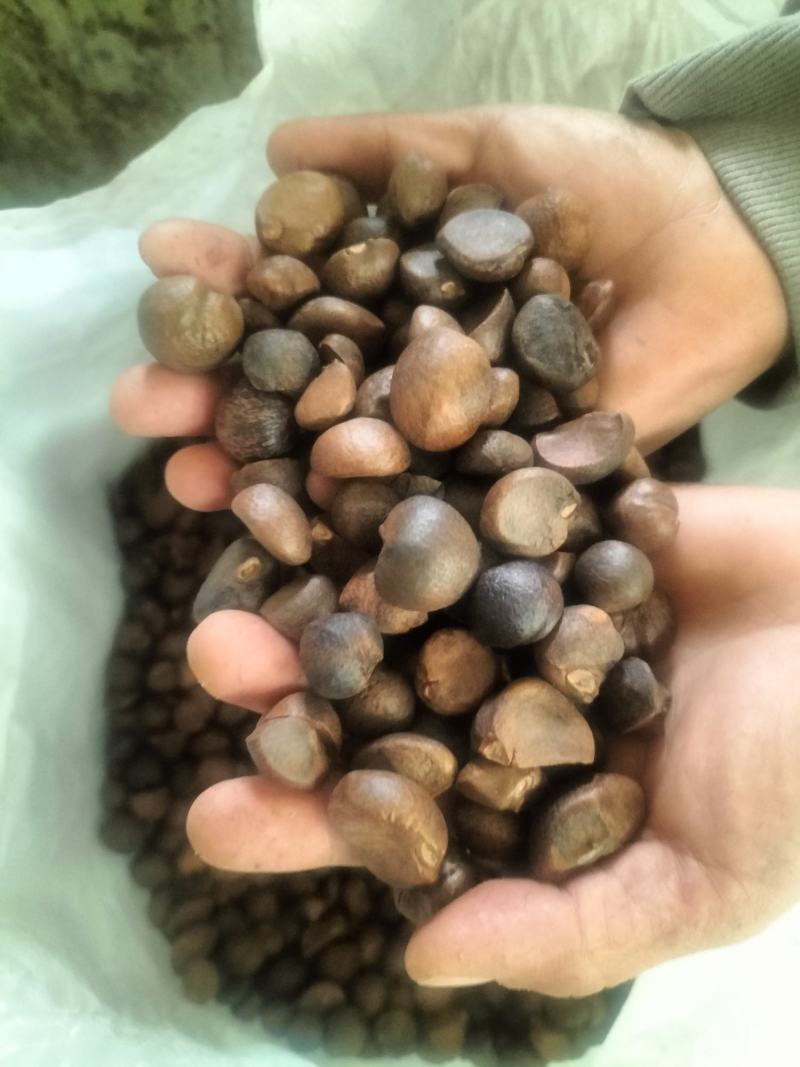 大别山老树小籽油茶籽