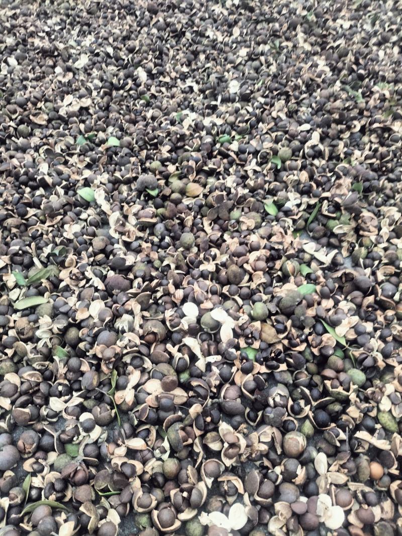 大别山老树小籽油茶籽