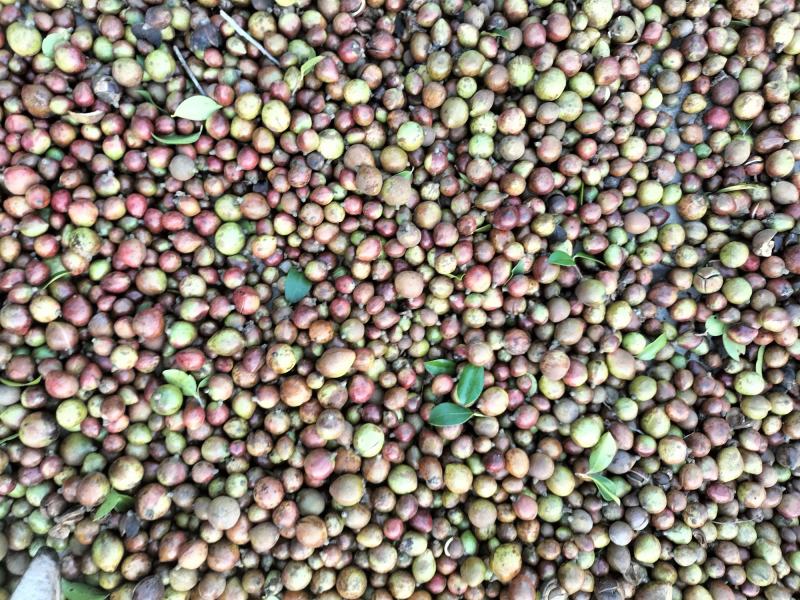 大别山老树小籽油茶籽