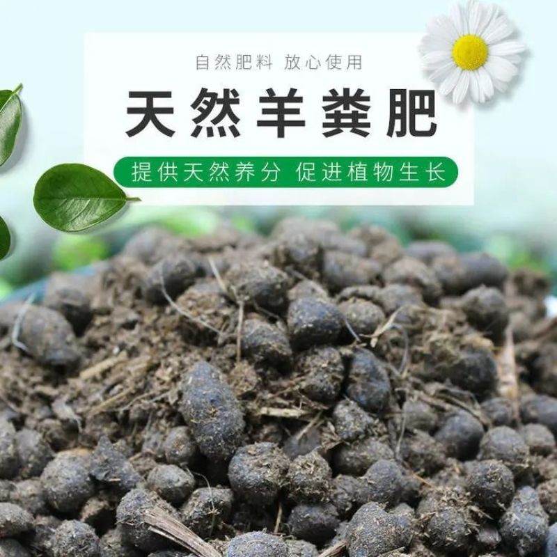 天然羊粪