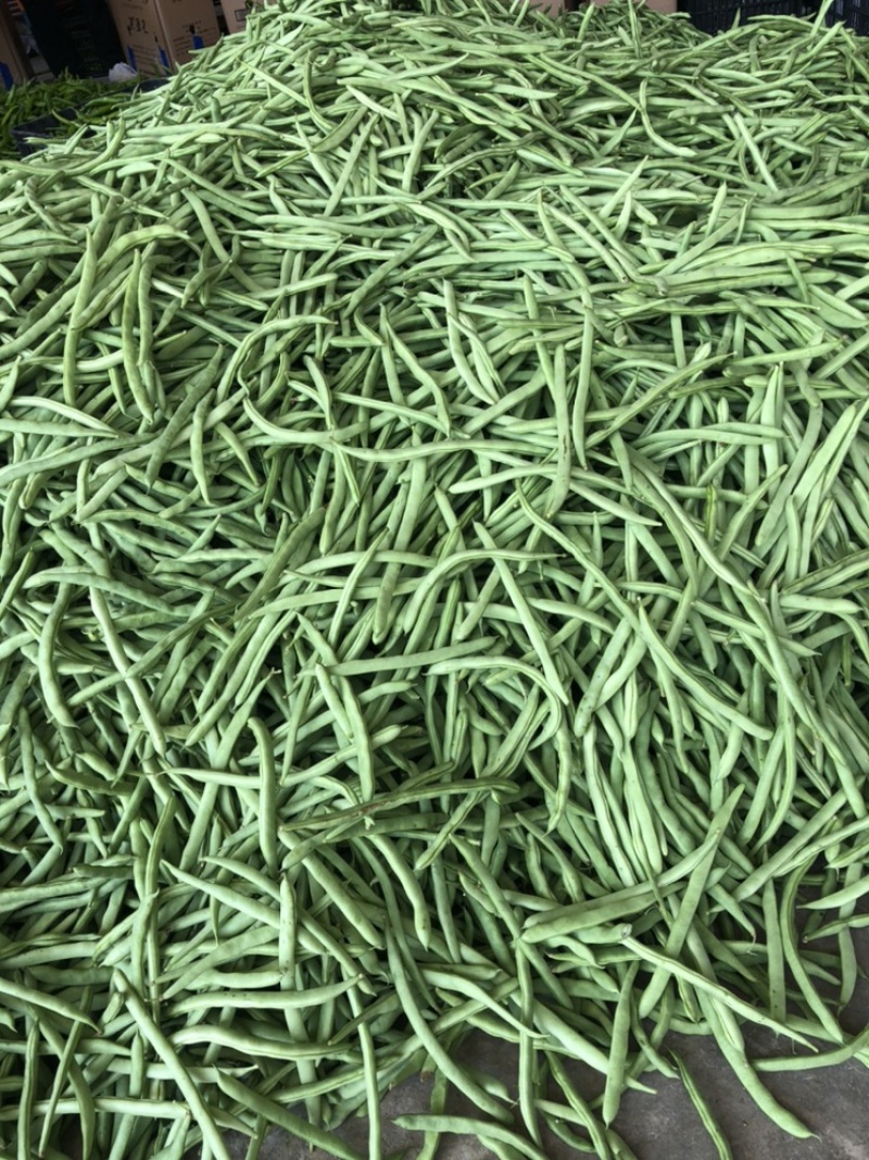 四季豆大量上市降价