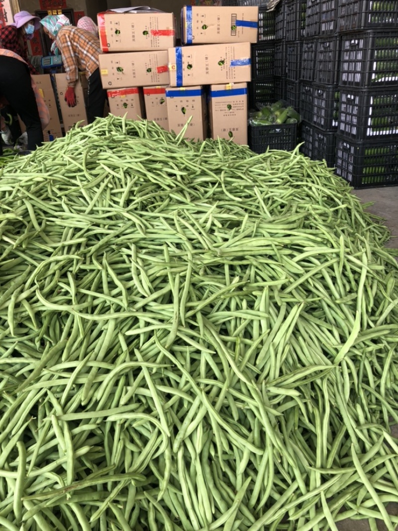 四季豆大量上市降价
