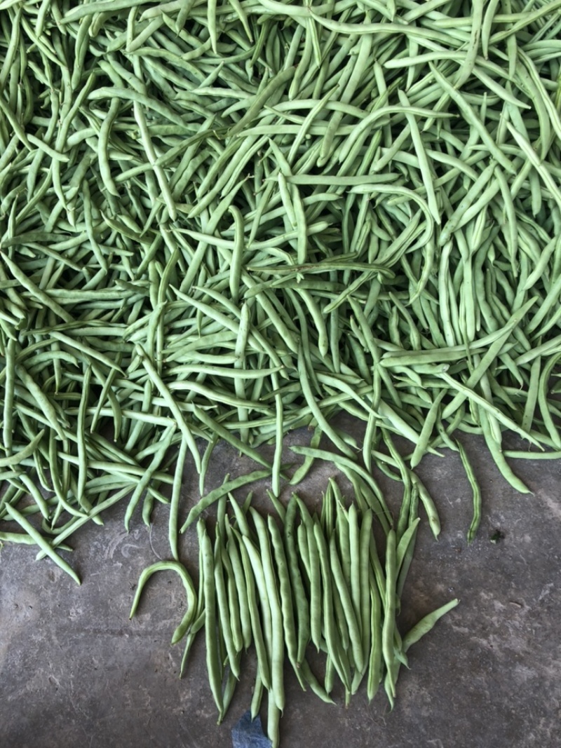 四季豆大量上市降价