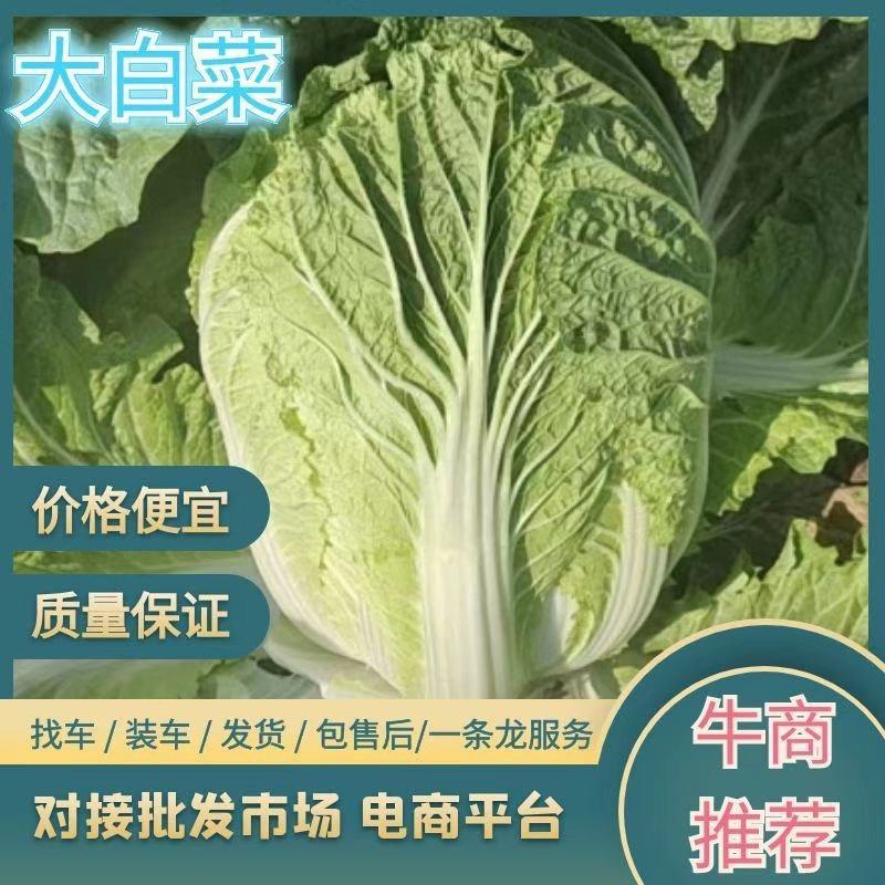 湖北精品白菜，黄心白菜，各种品种规格包装都可