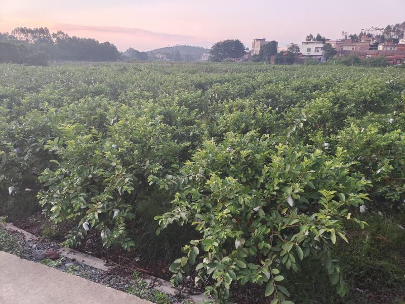 广东廉江番石榴，红心白心大量有货，一天能发2到3万斤货
