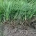 麦冬草金叶麦冬草细叶麦冬草精品麦冬草中叶麦冬草