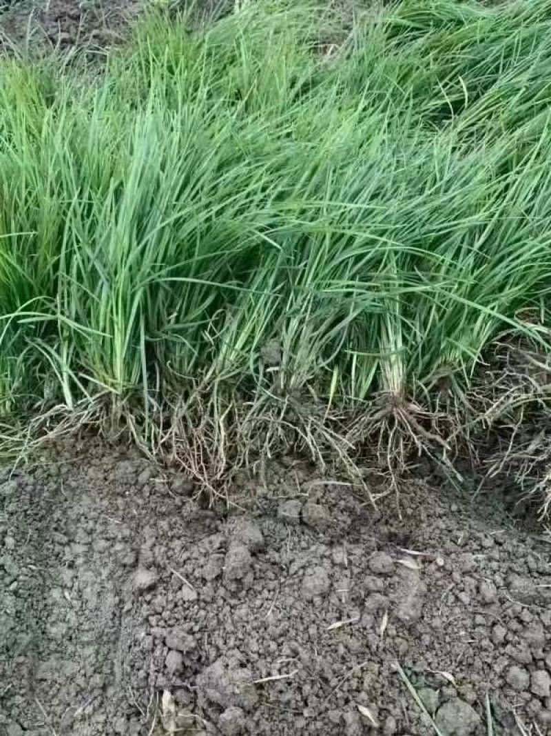 麦冬草金叶麦冬草细叶麦冬草精品麦冬草中叶麦冬草