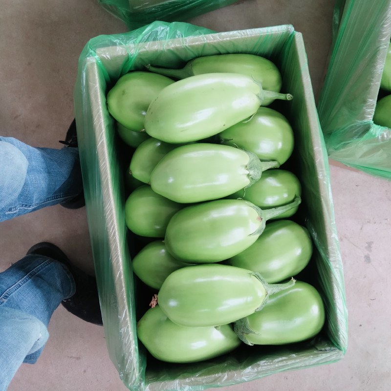 随州青茄茄子大量上市品质保证诚信经营实物为准