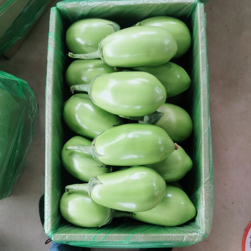 随州青茄茄子大量上市品质保证诚信经营实物为准