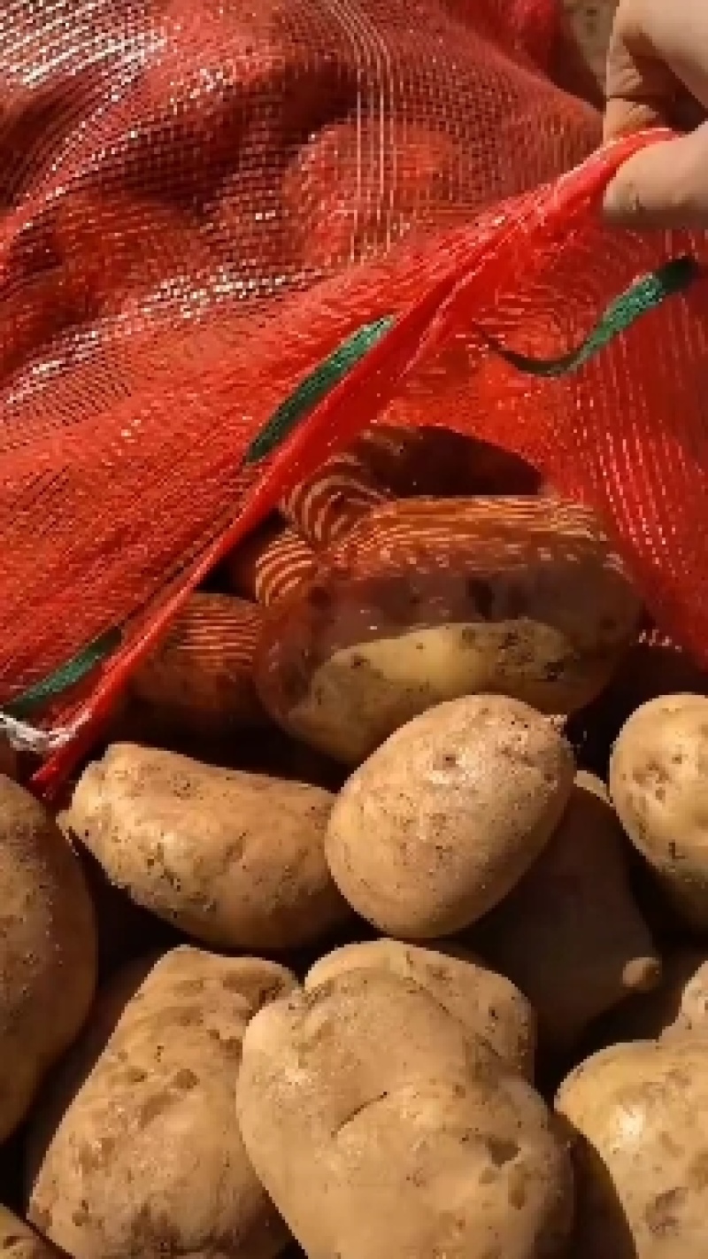 丽薯6号今天价格上浮老板们合作发财