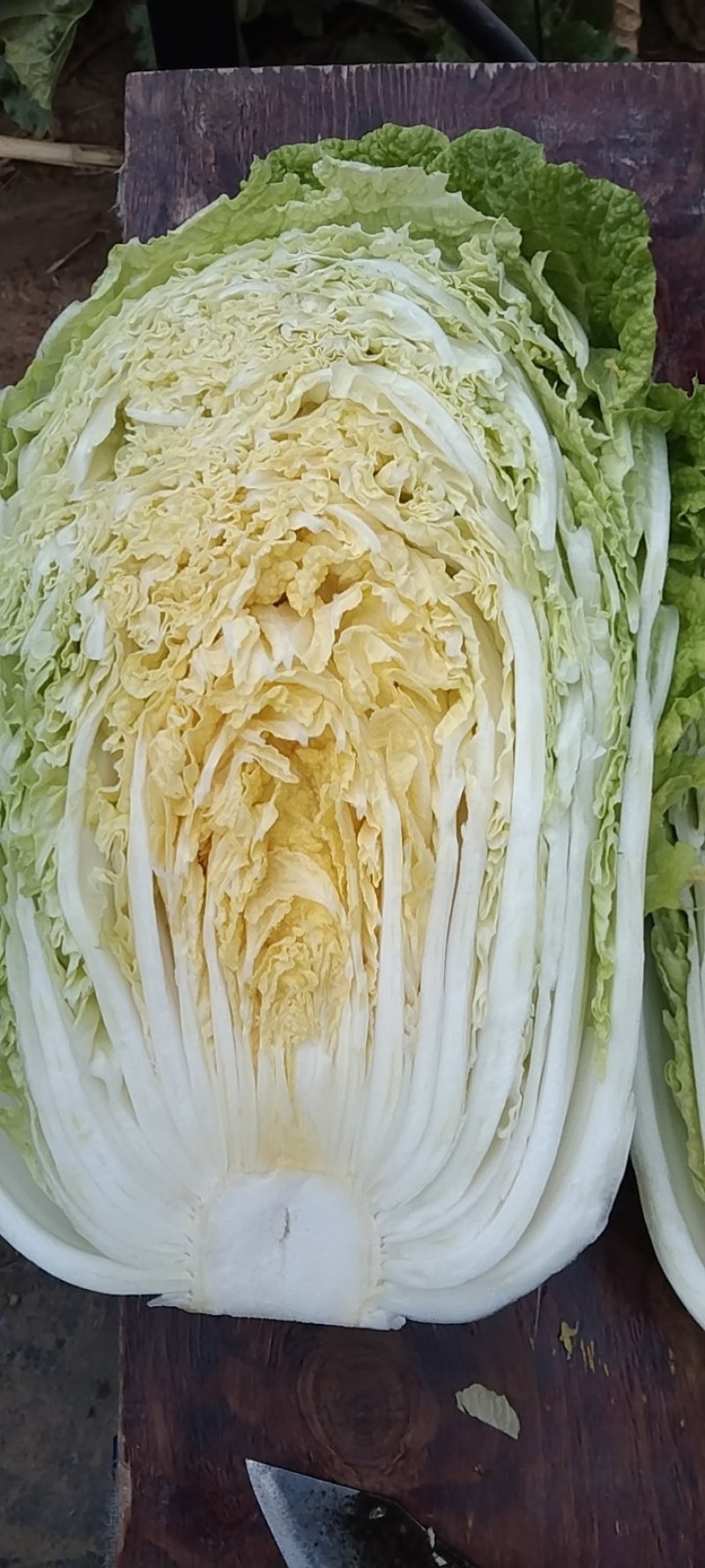 黄心菜大白菜，产地直发，货源充足！可供货各大批发市场，超