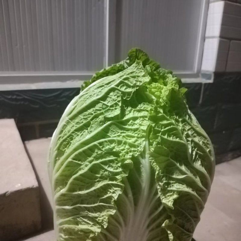 黄心大白菜，颗大，心实，无虫眼，无烧心！