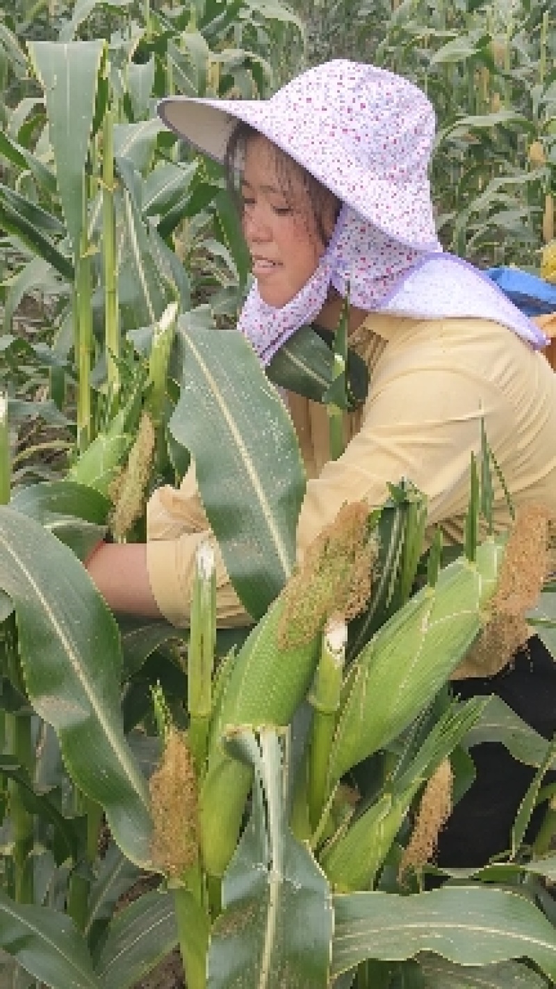 甜玉米
