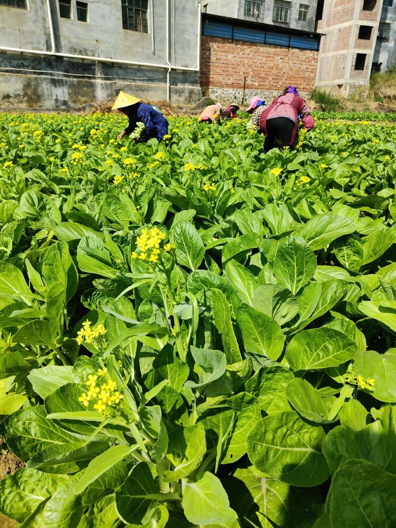 合作社基地直供全国发货甜菜心