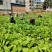 合作社基地直供全国发货甜菜心