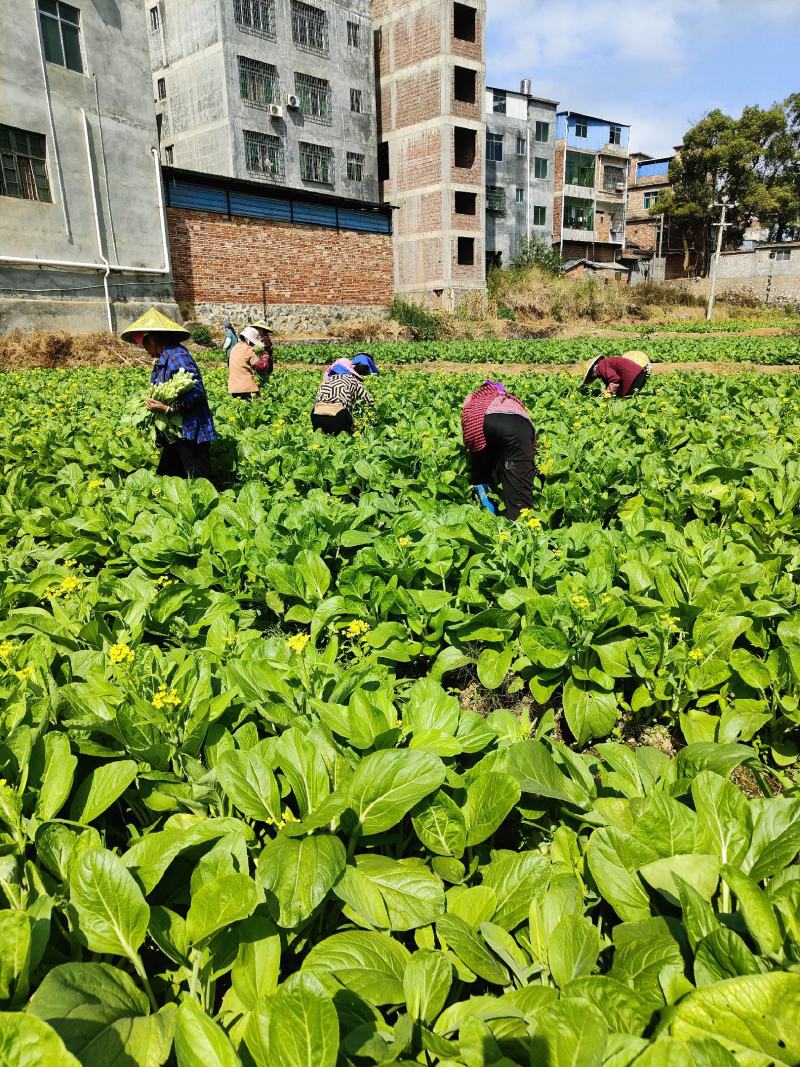 合作社基地直供全国发货甜菜心