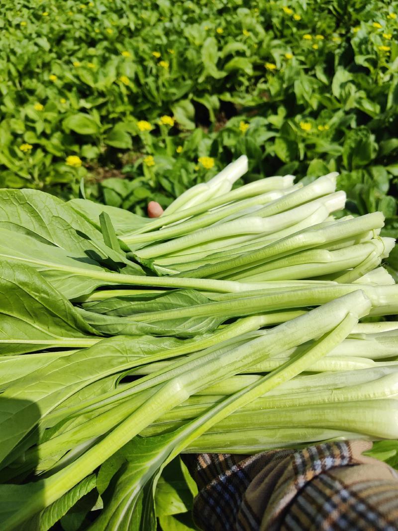 合作社基地直供全国发货甜菜心