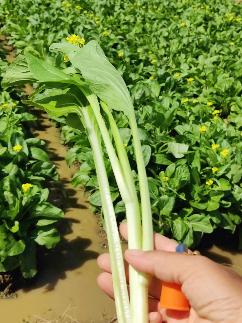 合作社基地直供全国发货甜菜心