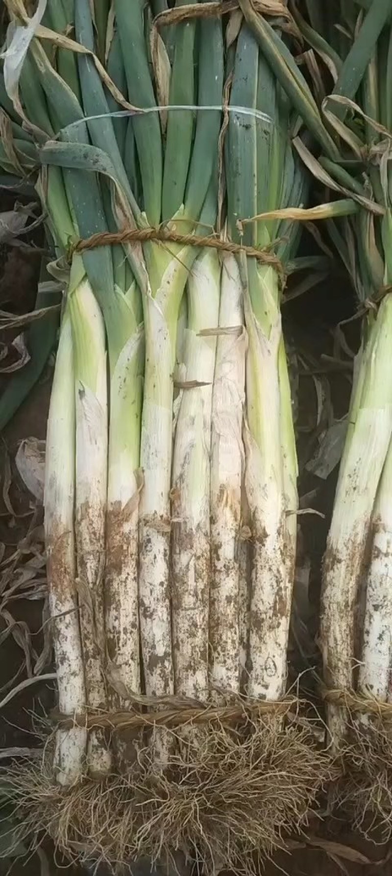 大葱，长白大葱！产地一手货源，现刨现卖！