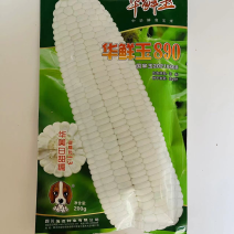 海迈华鲜玉890白糯玉米种子品种国审甜诺比1：3品种种子