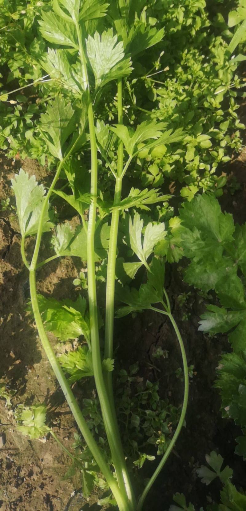 上海本地香芹大量上市产地直供价格便宜每日供货