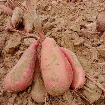 沙地有机地瓜