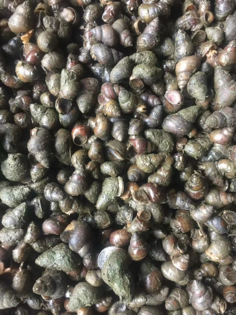 江苏清水螺蛳批发价格美丽