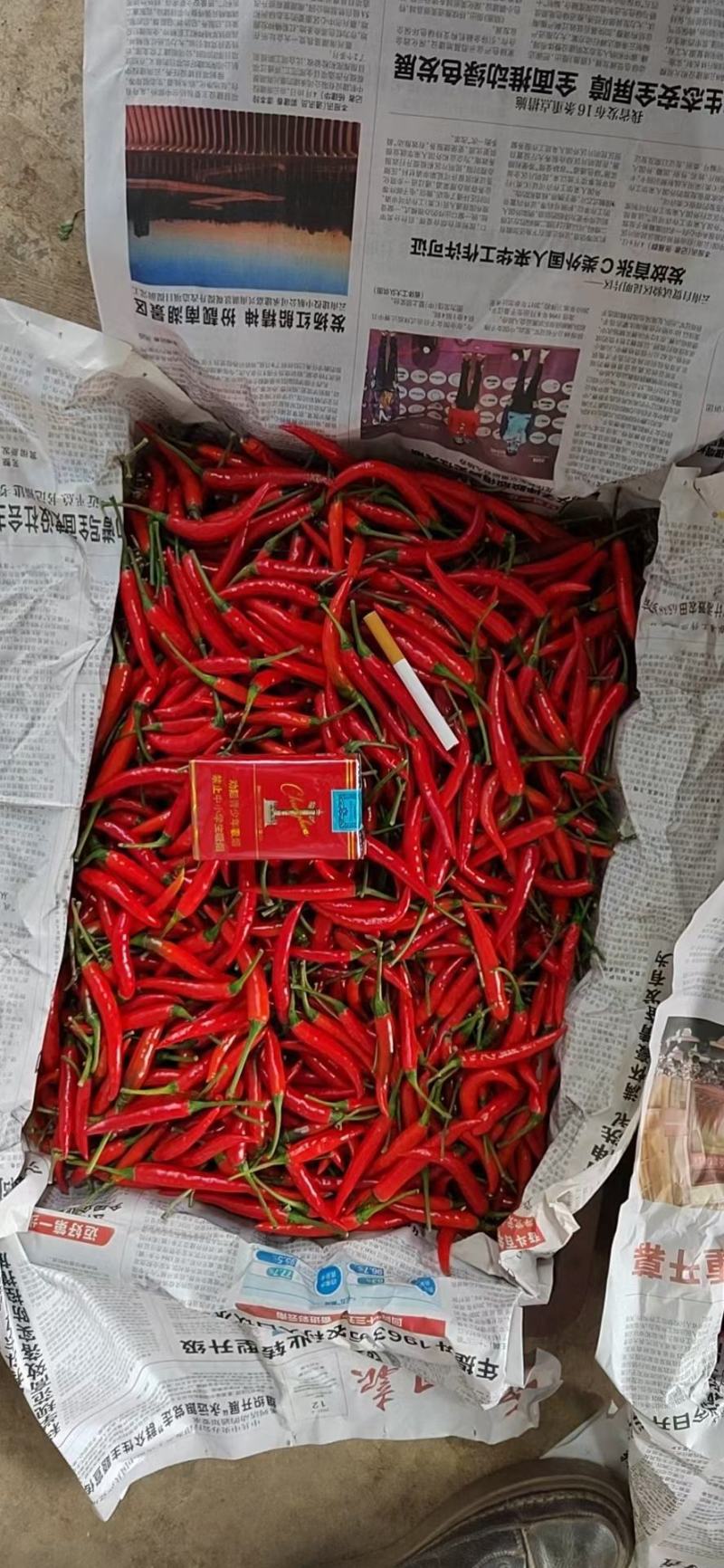 小米椒