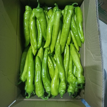 热卖中！福建诏安基地直发鲜辣椒量大黄皮椒