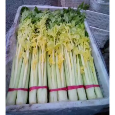 正出售芹菜正宗桂河芹菜