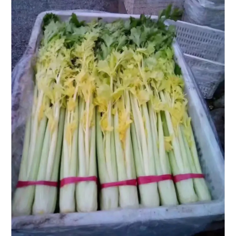 正出售芹菜正宗桂河芹菜