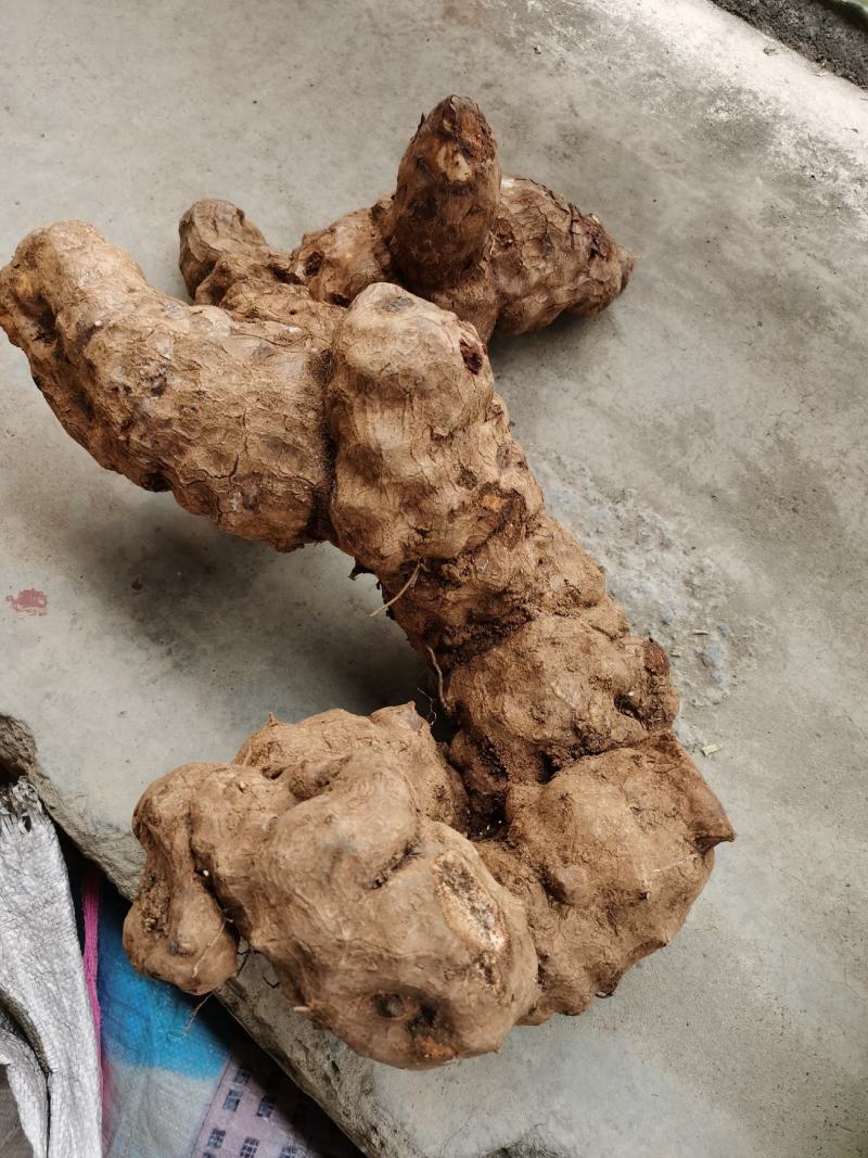 野生土茯苓，广西深山老林才有，