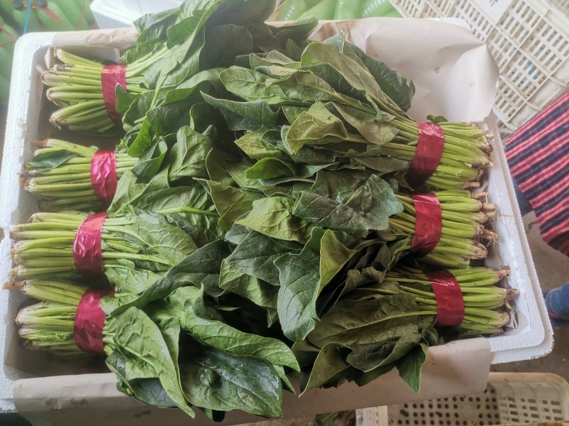 大叶菠菜