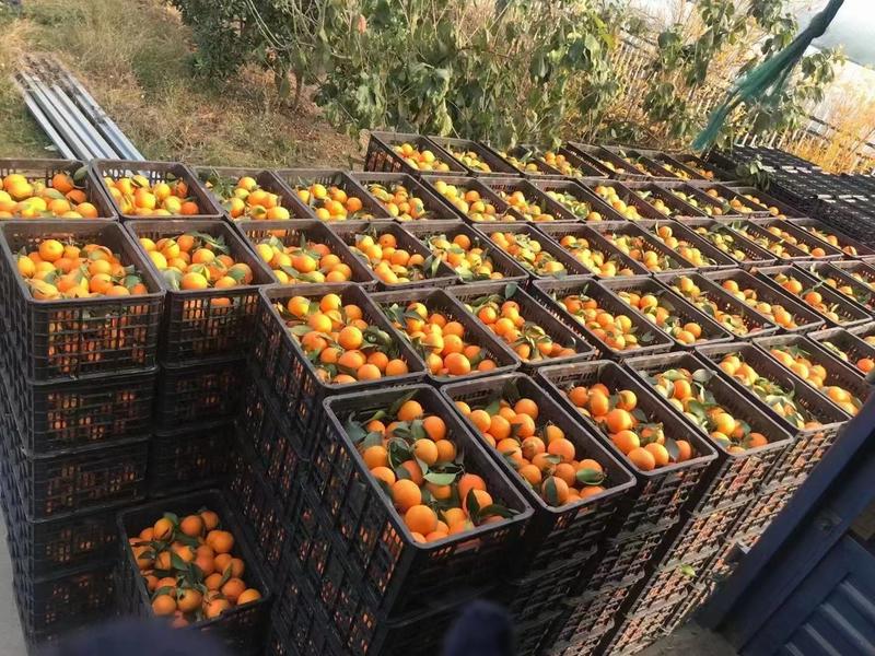 正宗象山红美人柑橘果冻橙橘子新鲜水果大量上市欢迎采购