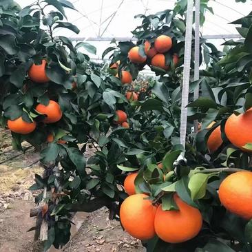 正宗象山红美人柑橘果冻橙橘子新鲜水果大量上市欢迎采购