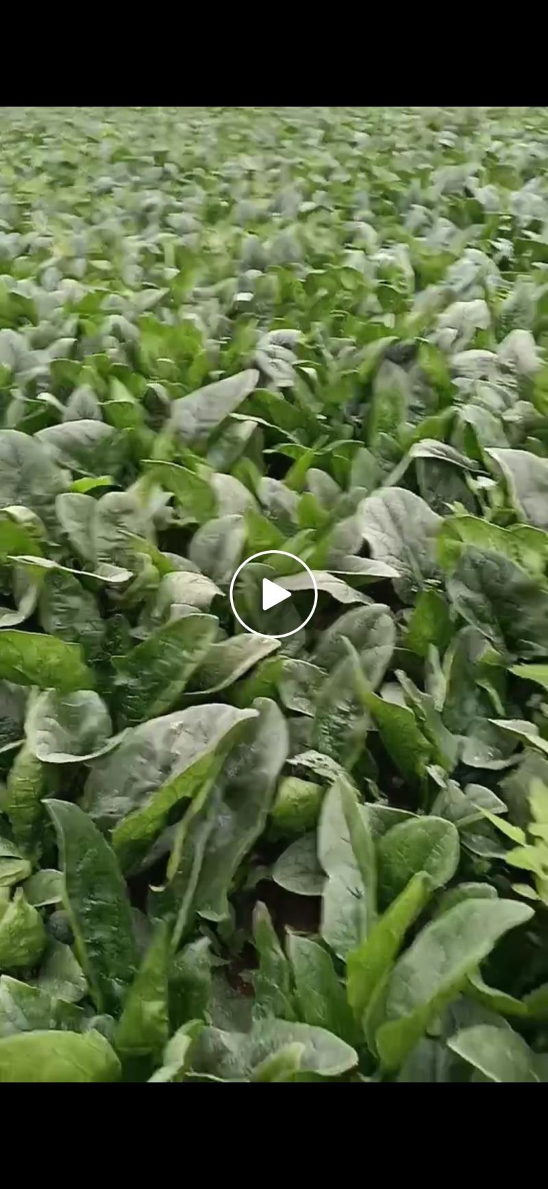大叶菠菜