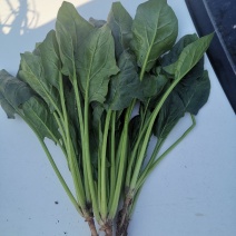 大叶菠菜