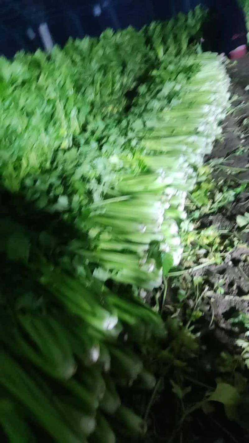 曹县，青堌集镇，千亩暖棚西芹大量上市，年前一直有菜，