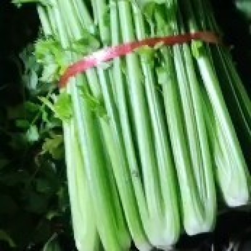 曹县，青堌集镇，千亩暖棚西芹大量上市，年前一直有菜，