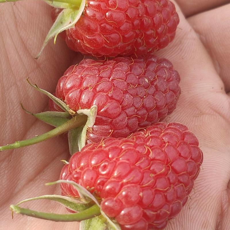 树莓苗，红树莓苗，当年栽苗，当年挂果，产量高。