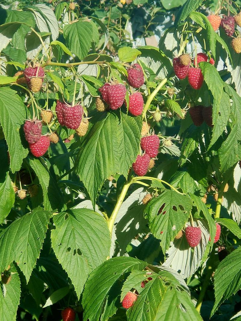 树莓苗，红树莓苗，当年栽苗，当年挂果，产量高。