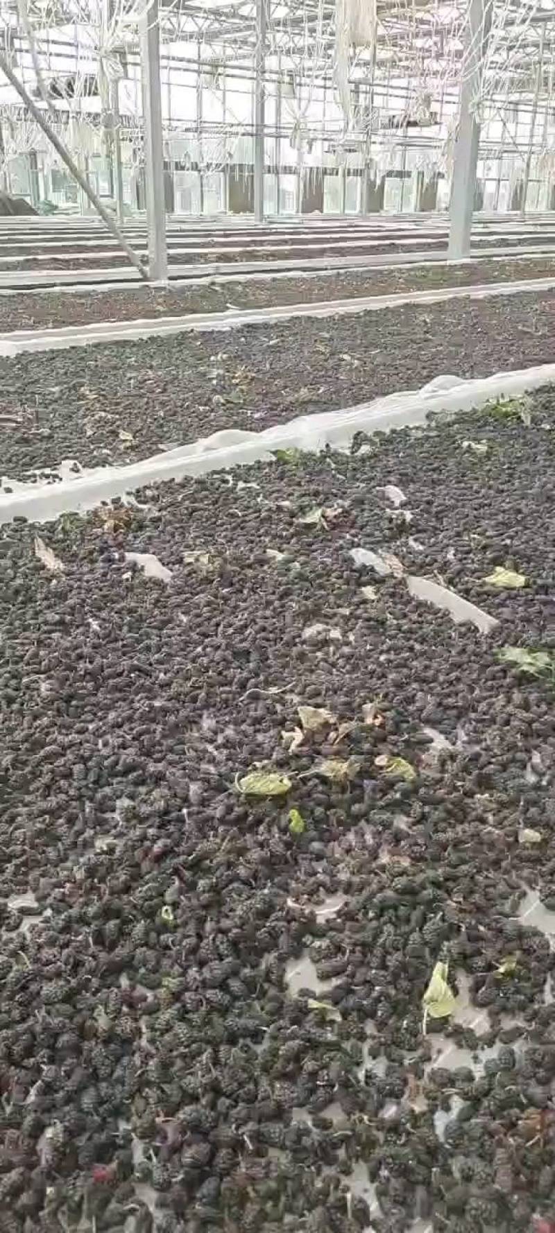 河北沧州桑椹干大量批发，产地直发，品质保障，支持电商，