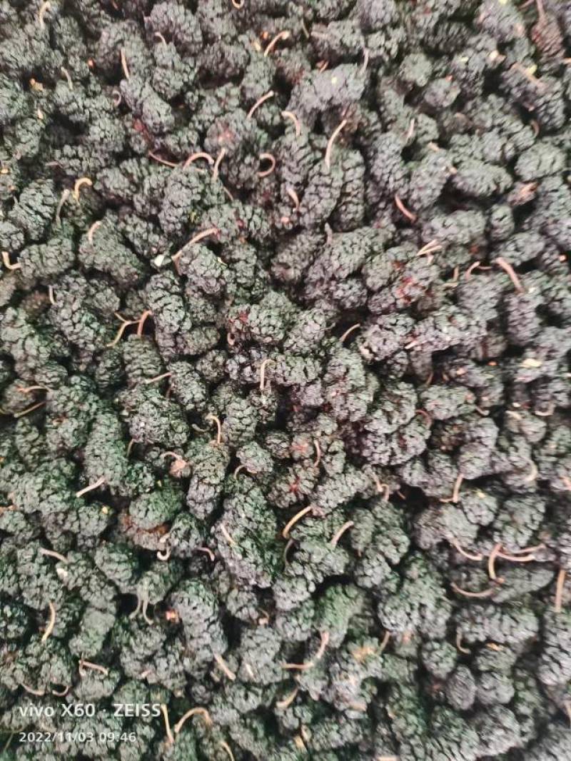 河北沧州桑椹干大量批发，产地直发，品质保障，支持电商，