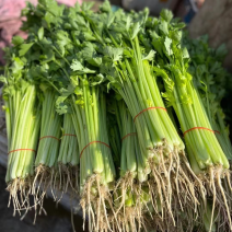 精品芹菜长期供应大量有货欢迎咨询