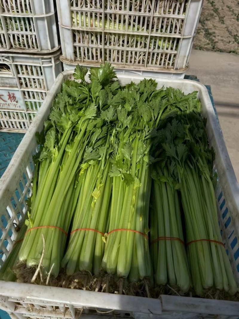 精品芹菜长期供应大量有货欢迎咨询