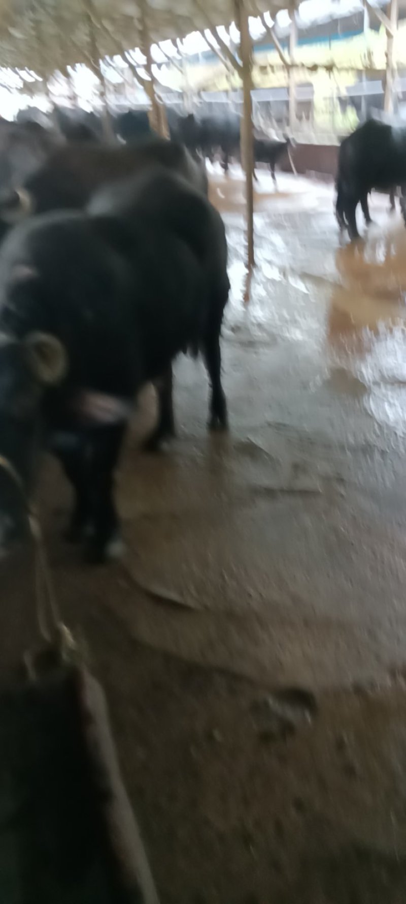 【牛商店铺】广东佛山三水区水牛奶乳扇大量供应