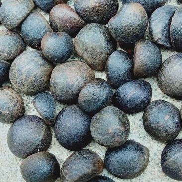 野生的山茶籽，中小米子