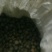 野生的山茶籽，中小米子